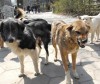 Вашите мнения: Бездомни кучета в град Сливница